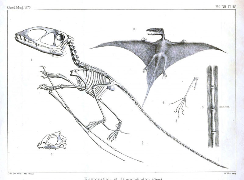 Pterodactyl skeleton